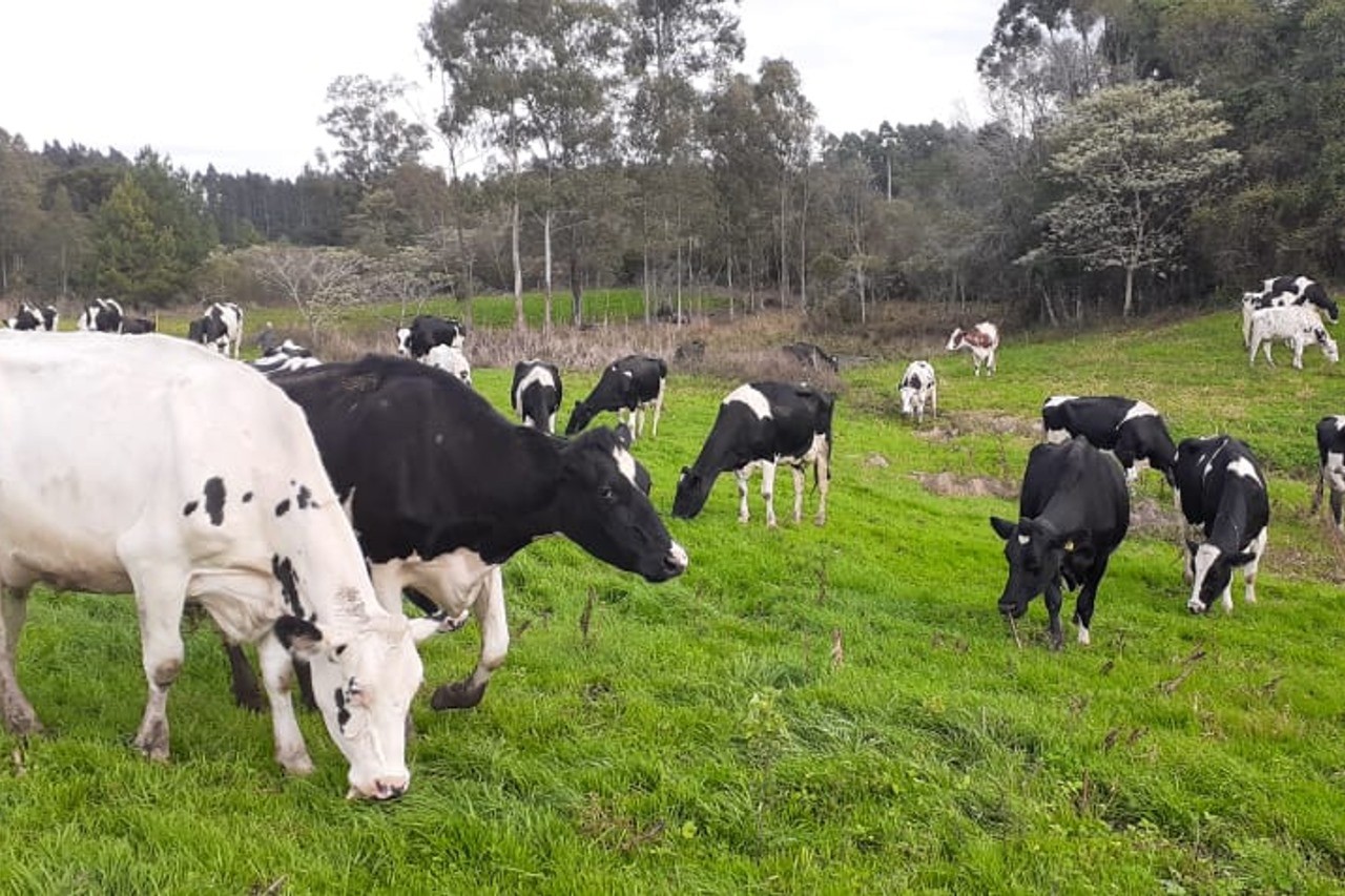 Agtech que usa IA para pesar gado recebe aporte de R$ 2,2 milhões