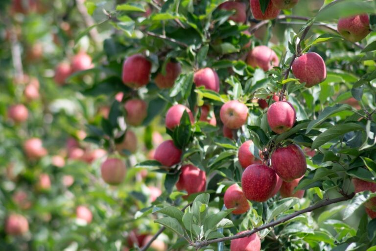 Governo institui plano para manter Brasil livre da traça-da-maçã