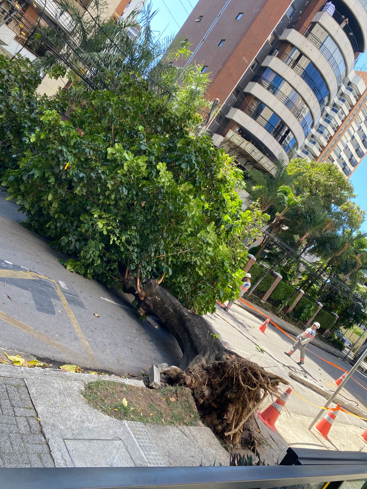 Árvore centenária cai e derruba poste em rua de Fortaleza; não houve feridos