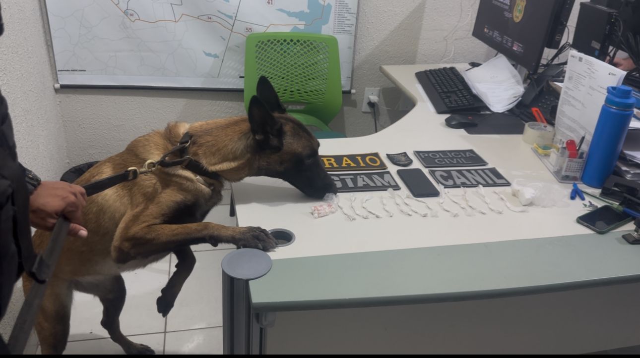Cadela farejadora localiza drogas e ajuda na prisão de chefe de facção em Pacajus, no Ceará