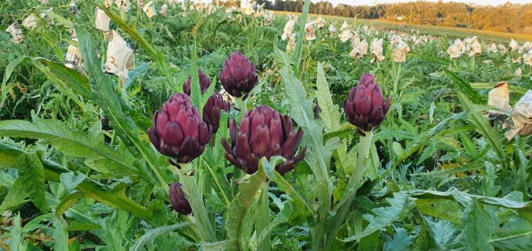 Safra de alcachofra deve ser a melhor em dez anos no país: conheça a iguaria