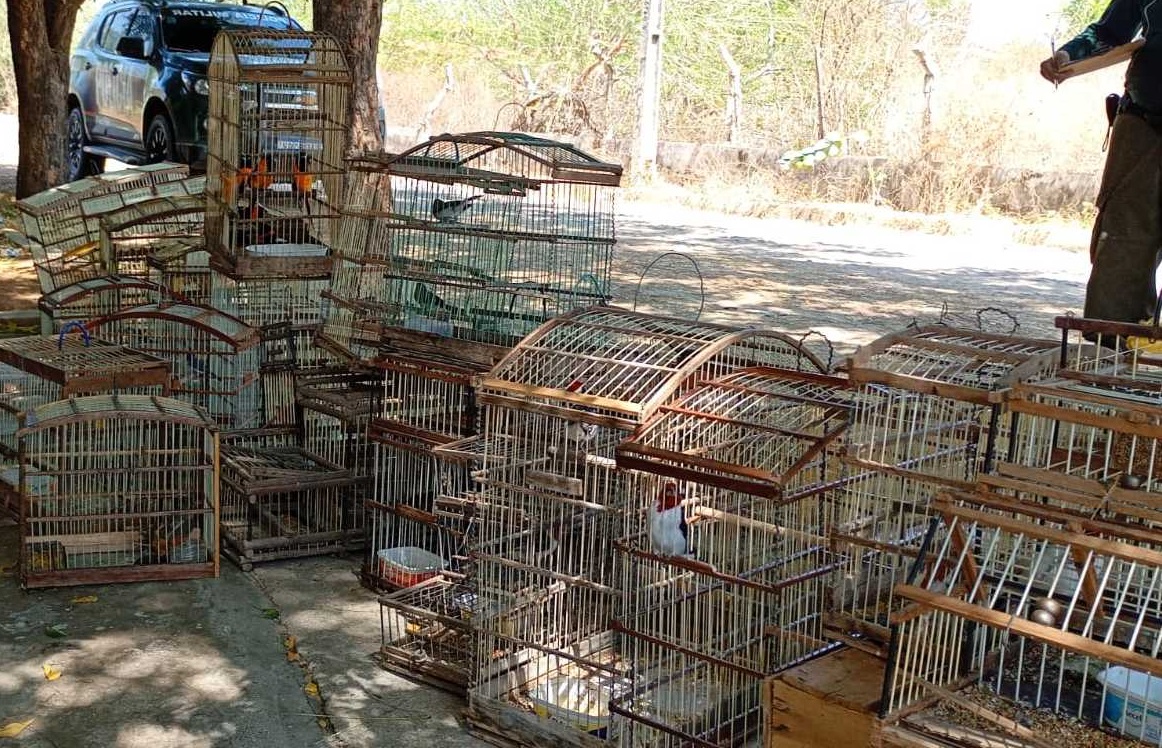 Polícia resgata 135 aves silvestres e 4 tatus mantidos em cativeiro em Crateús, no Ceará