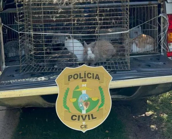 Polícia resgata 45 coelhos mantidos em cativeiro e em condições de maus-tratos em Fortaleza
