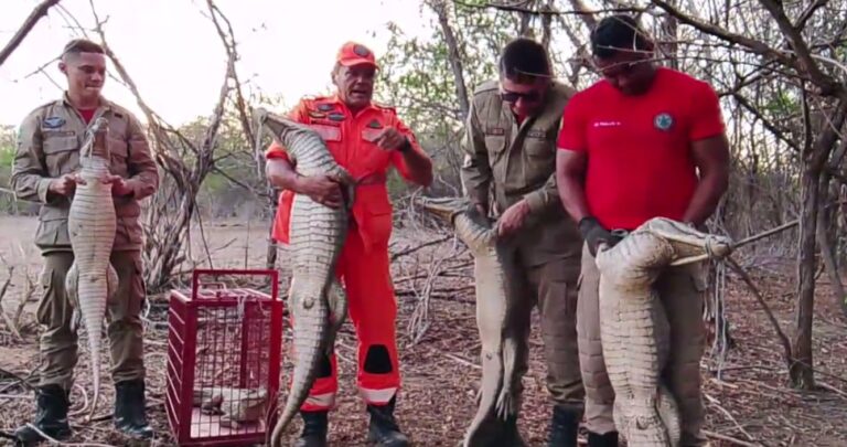 Bombeiros resgatam nove jacarés que estavam presos em poço em Crateús, no Ceará