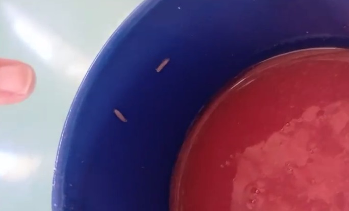 Estudantes encontram larvas e carne estragada na merenda de escola em Fortaleza