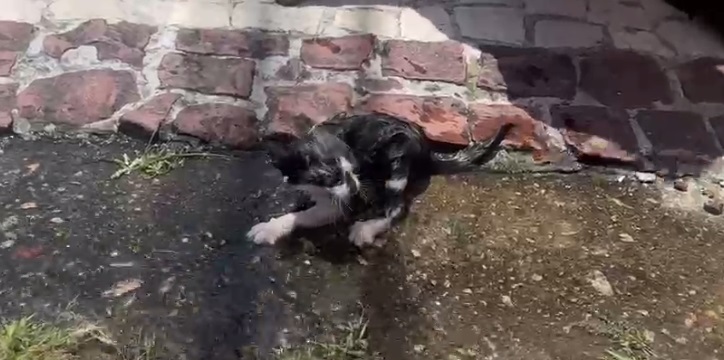 Filhote de gato é resgatado e adotado após ficar preso em tubulação de casa em Fortaleza