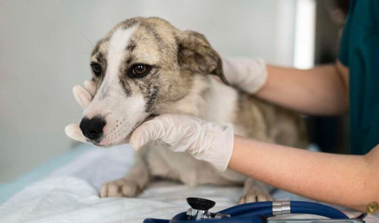 Fortaleza realiza ação de vacinação antirrábica para cães e gatos neste fim de semana