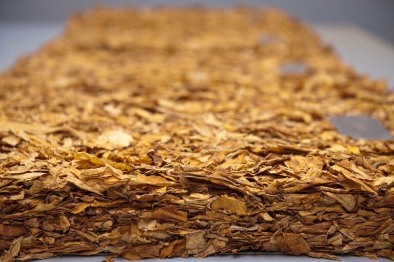 Faturamento com exportações de tabaco deve superar US$ 3 bilhões em 2025