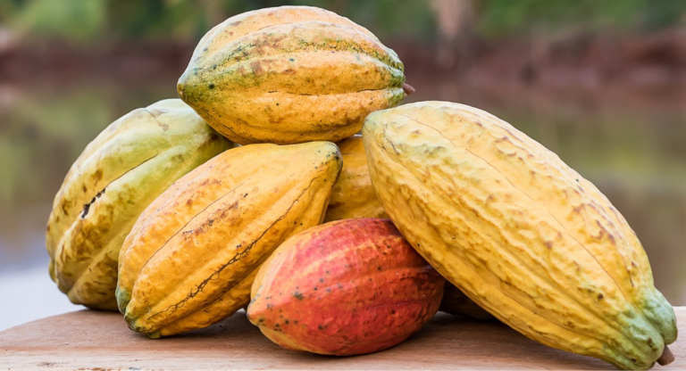 Cacau registra menor valor em um ano na bolsa de Nova York