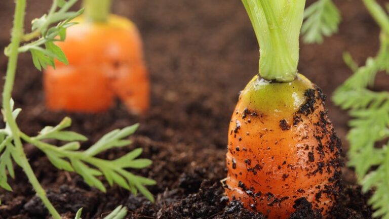 Congresso na Bahia debate os desafios da agroecologia