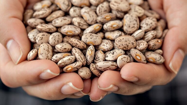 Brasilagro eleva aposta em feijão