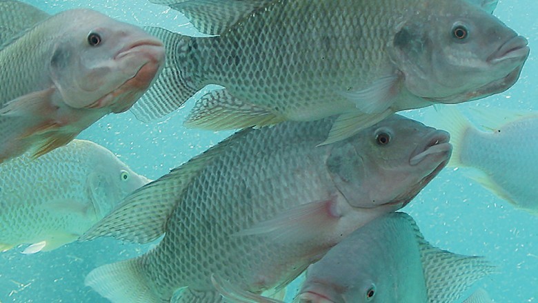 Apesar do tarifaço, tilápia brasileira pode ganhar mercado nos EUA