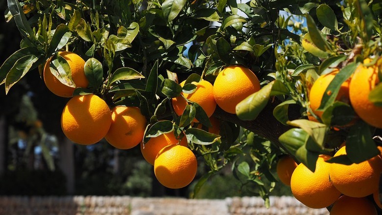 Chuvas ajudam, mas laranjeiras ainda precisam de mais água para boa produção