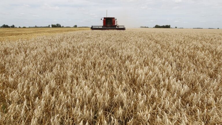 Argentina projeta safra histórica de trigo com estimativa de 23 milhões de toneladas