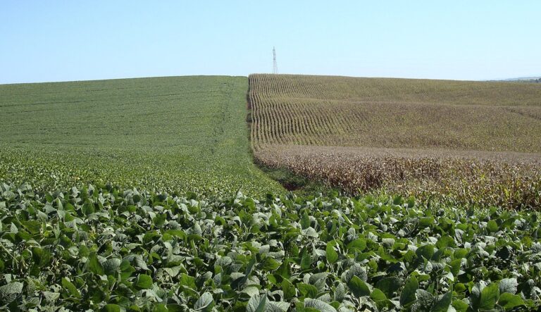 Margens para produtores de soja e milho encolhem diante de custos em alta e produtividade menor