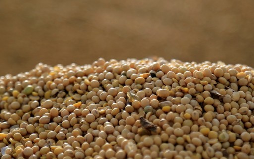 Preço da soja retoma tendência de queda na bolsa de Chicago