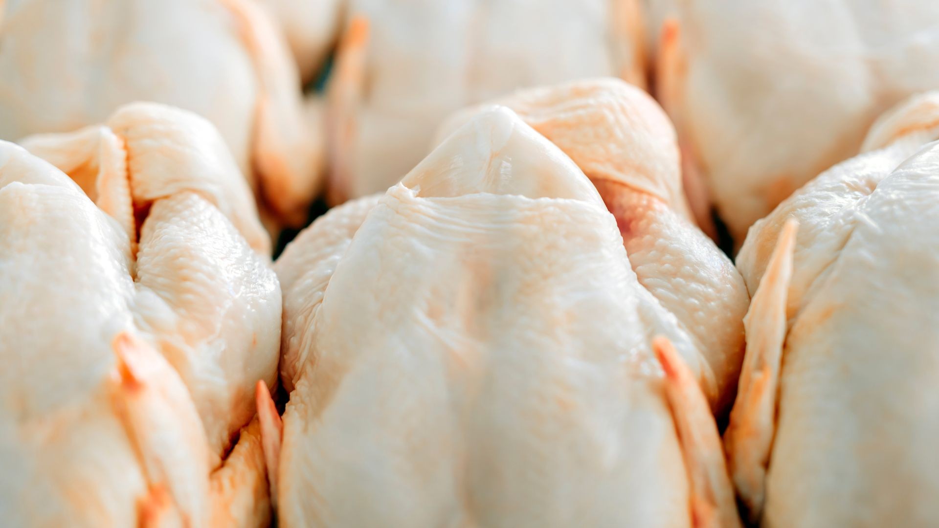Exportações de carne de frango têm ligeira queda em setembro, mas seguem em patamar elevado, diz ABPA