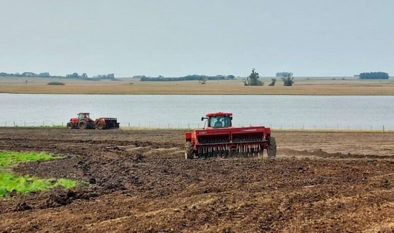 Plantio de arroz chega a 18,19% da área para 2025/26 no Rio Grande do Sul