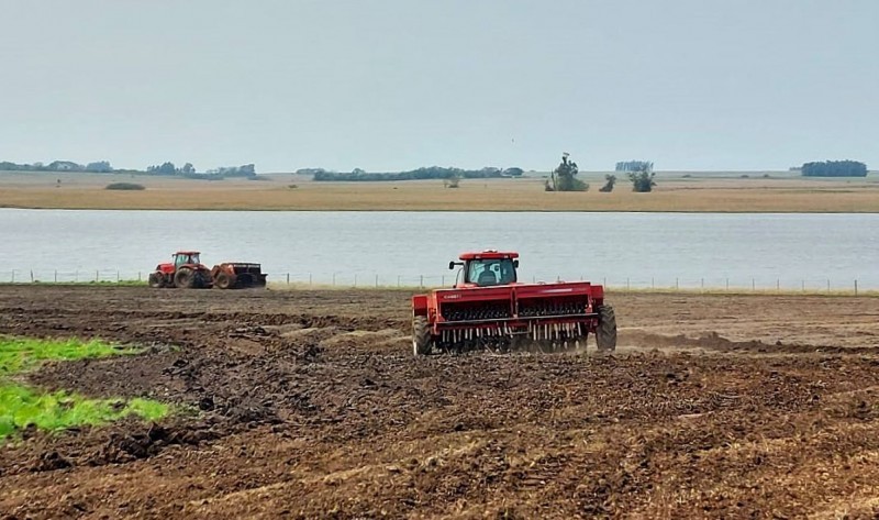 Plantio de arroz chega a 18,19% da área para 2025/26 no Rio Grande do Sul