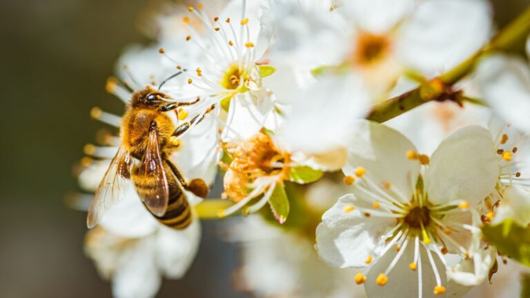 Você sabia que as flores ‘ouvem’ as abelhas? Entenda como a comunicação funciona
