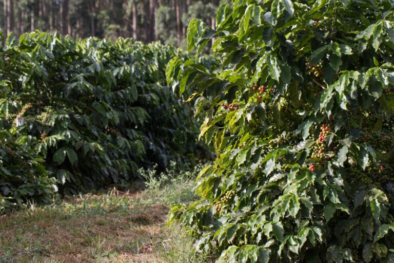 Projeto busca restaurar pequenas propriedades de café em MG