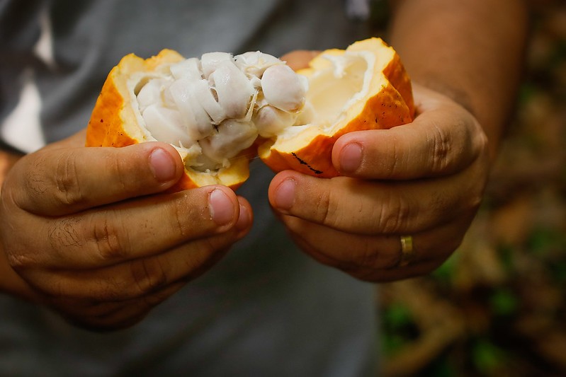 Preços do cacau recuam em NY com dados de moagem na Ásia