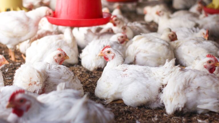 Preço do frango sobe com aumento da demanda no início de outubro