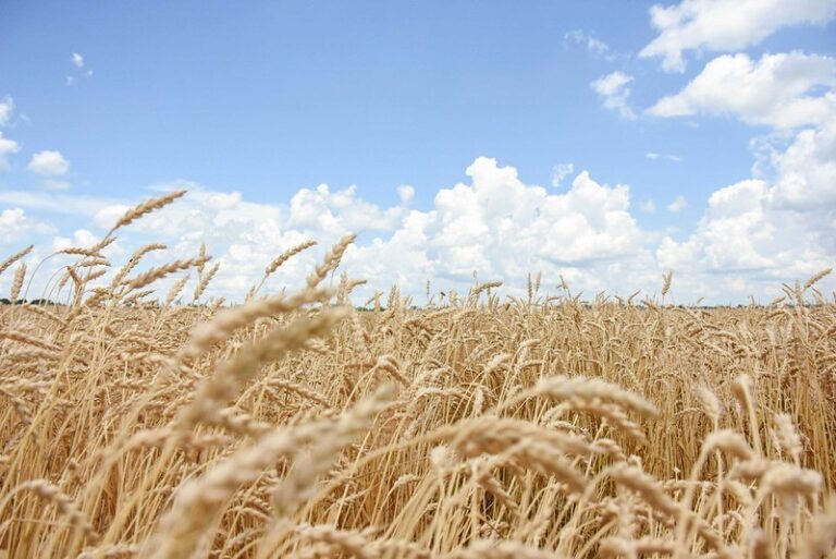 Produção de trigo na Rússia é revisada para cima após colheita recorde na Sibéria, diz consultoria