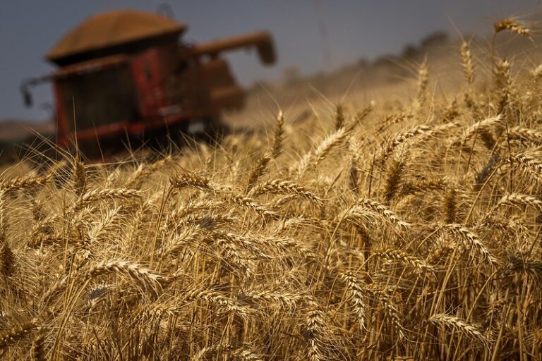 Preços do trigo sofrem novas quedas no Brasil