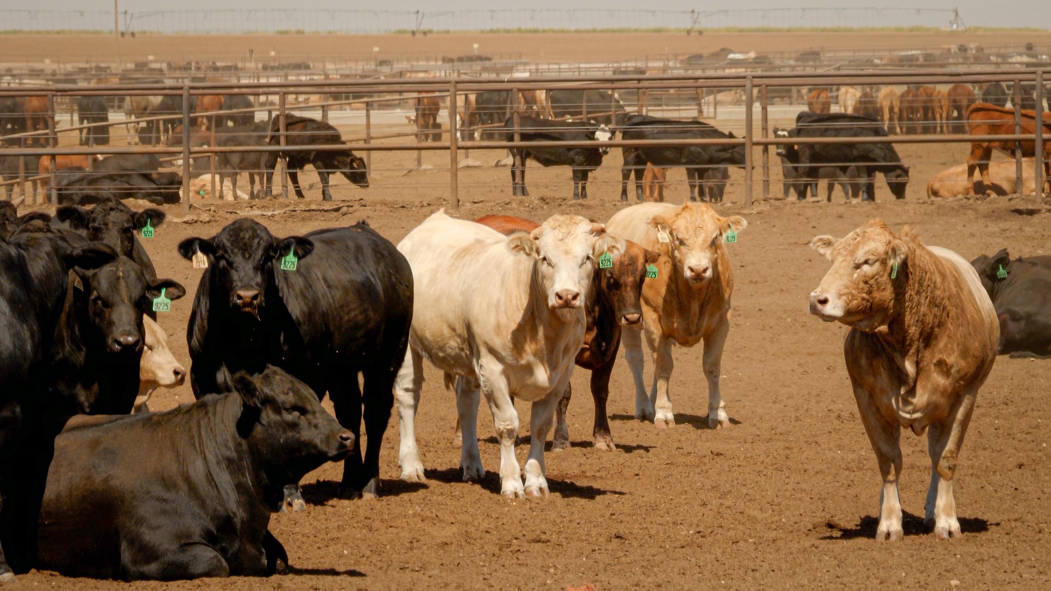 Governo dos EUA trabalha para reduzir preço da carne bovina, diz agência