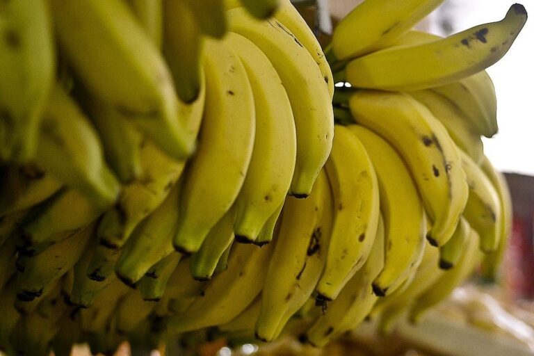 Importação de banana do Equador preocupa produtores brasileiros; ouça o comentário