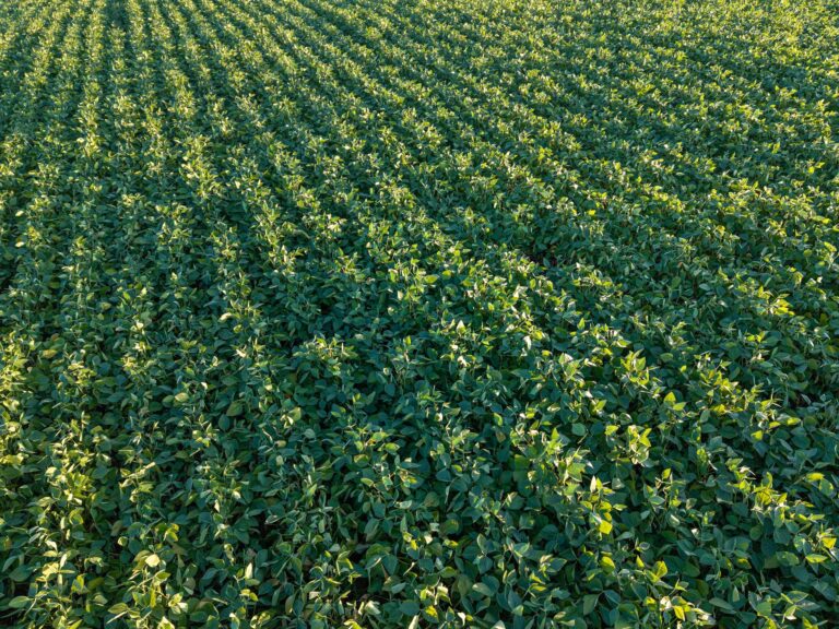 Após estiagem, retorno das chuvas deve beneficiar lavouras de soja