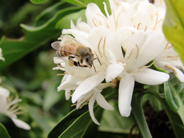 De onde vêm os sabores: as flores que dão origem ao café, cacau e baunilha