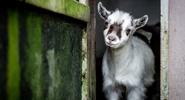 Dóceis e curiosas: saiba como criar minicabra