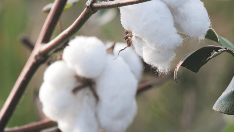 A volta do ouro branco ao sertão: plantio de algodão é retomado no Nordeste