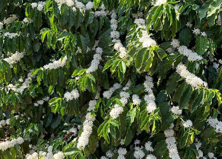 Chuvas animam produtores de café, que aguardam a florada das lavouras