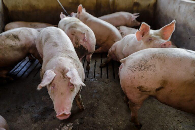 Criadores de suínos de SP têm melhor relação de compra de farelo de soja em 20 anos