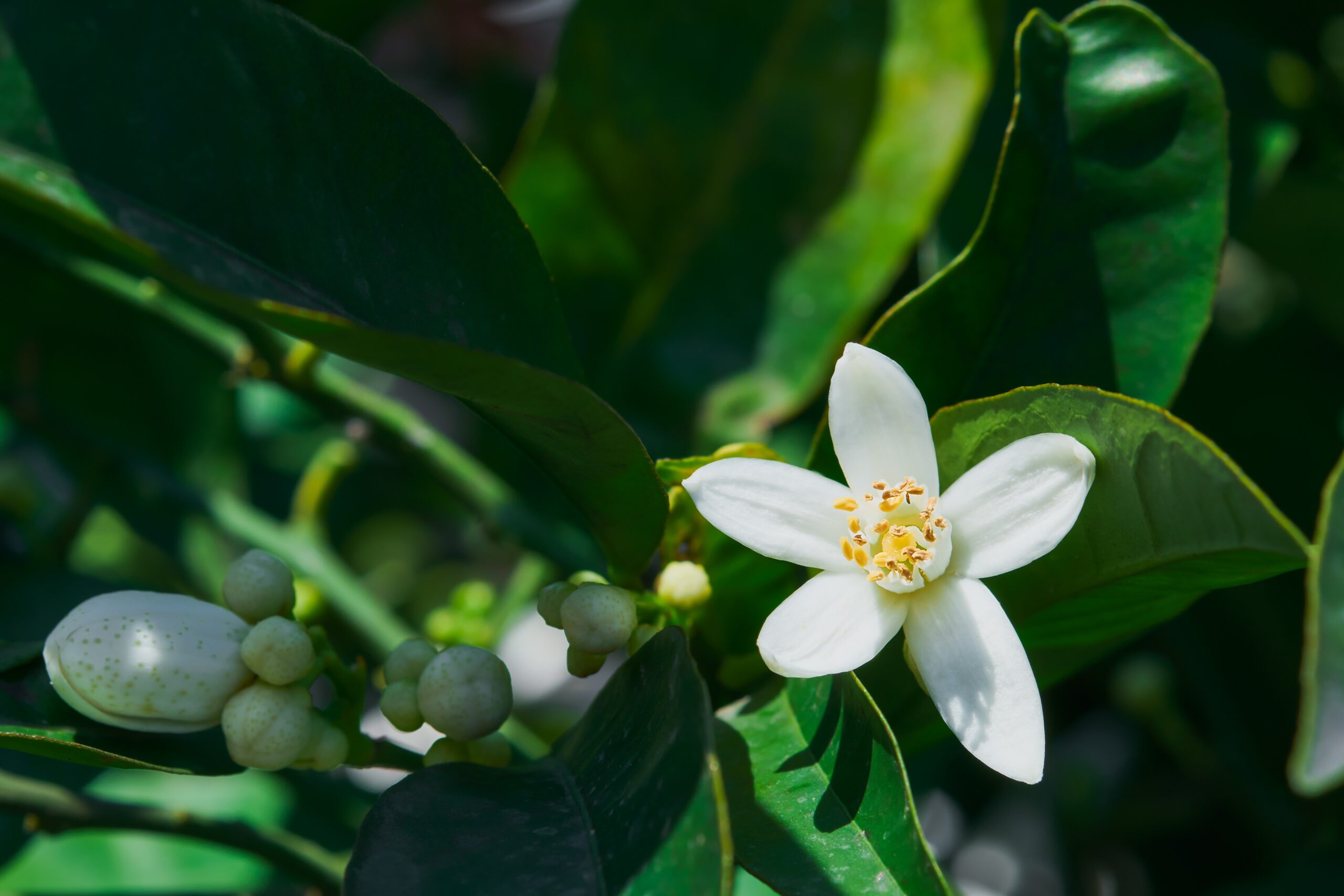 Chuvas de setembro ajudaram florada das laranjeiras, mas clima ainda preocupa produtores