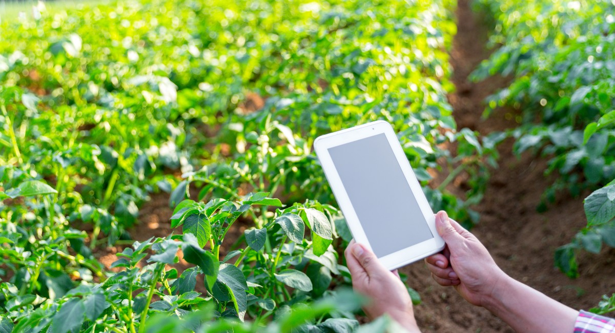 Com IA, Embrapa mapeia 50 anos de pesquisas agrícolas