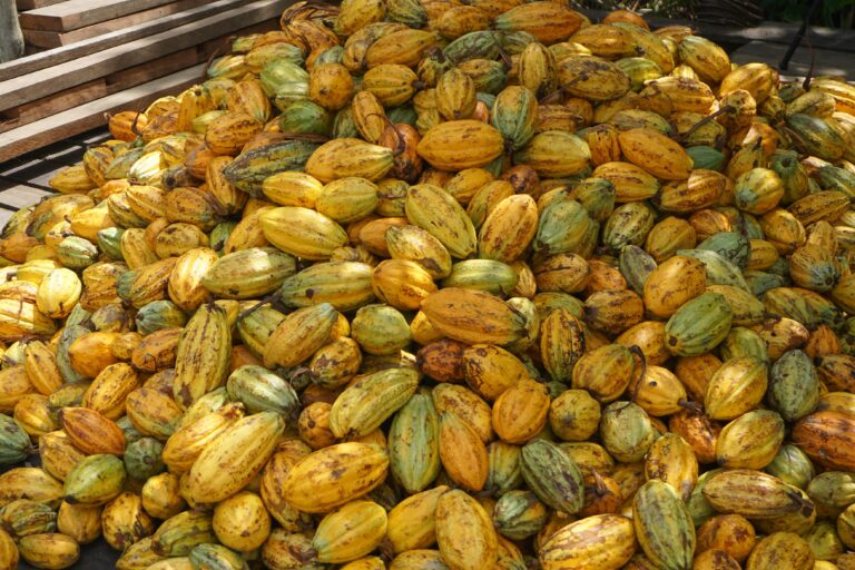 Preço do cacau segue em tendência de queda na bolsa de Nova York