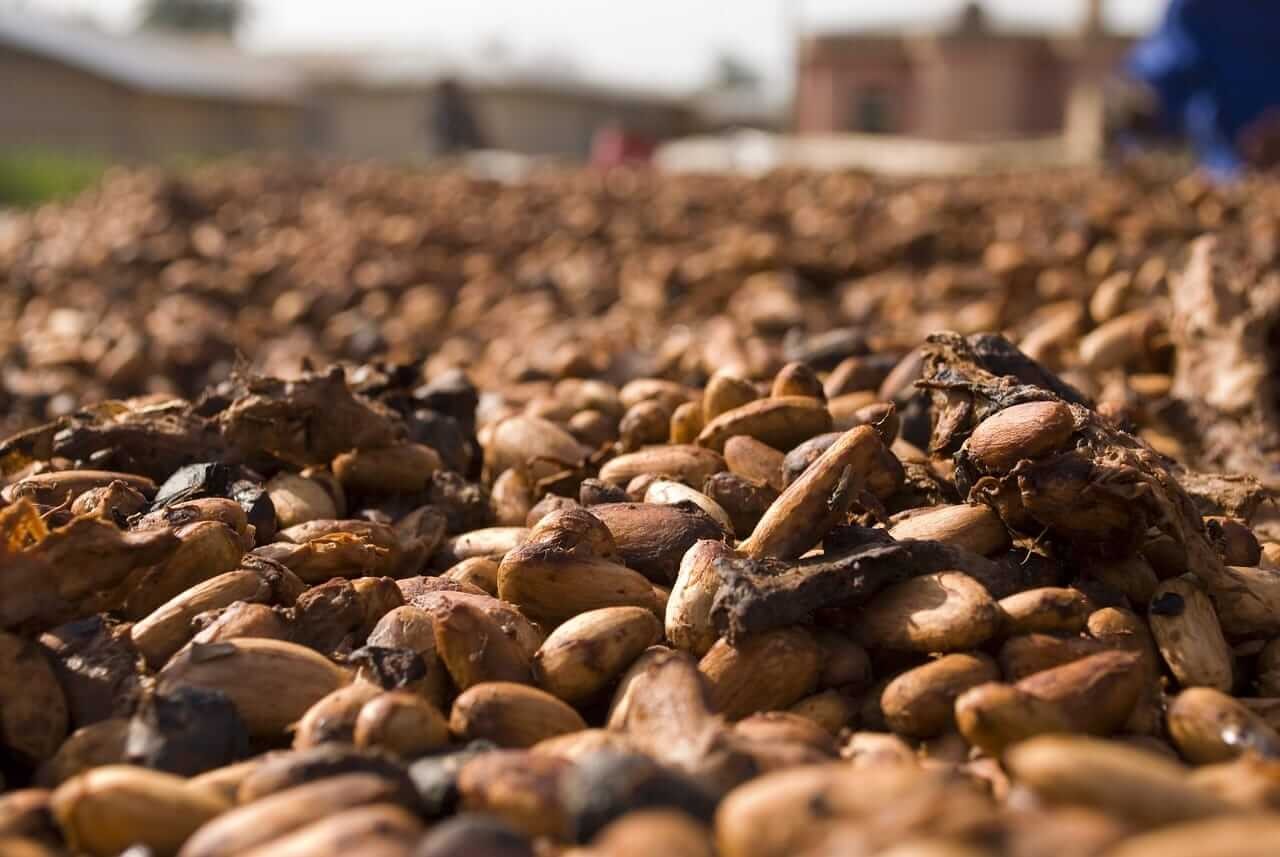 Preço do cacau fecha em alta na bolsa de Nova York