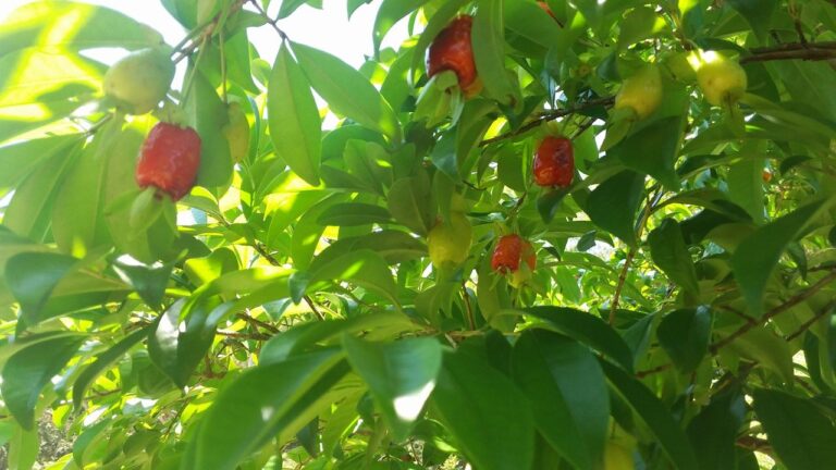 Já provou? Cereja-do-rio-grande produz frutos saborosos para consumo