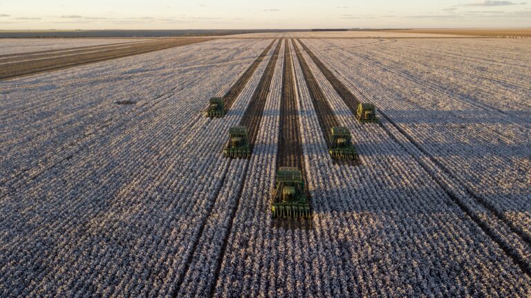 Dia Mundial do Algodão: Brasil é referência em exportações e produção sustentável