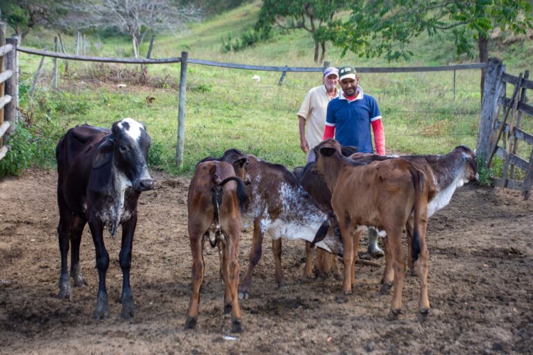 Pequeno produtor de leite de Minas Gerais obtém 100% de prenhez com fertilização in vitro