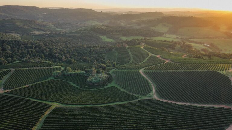 Orfeu é a primeira marca de café brasileira certificada em agricultura regenerativa pela Rainforest Alliance