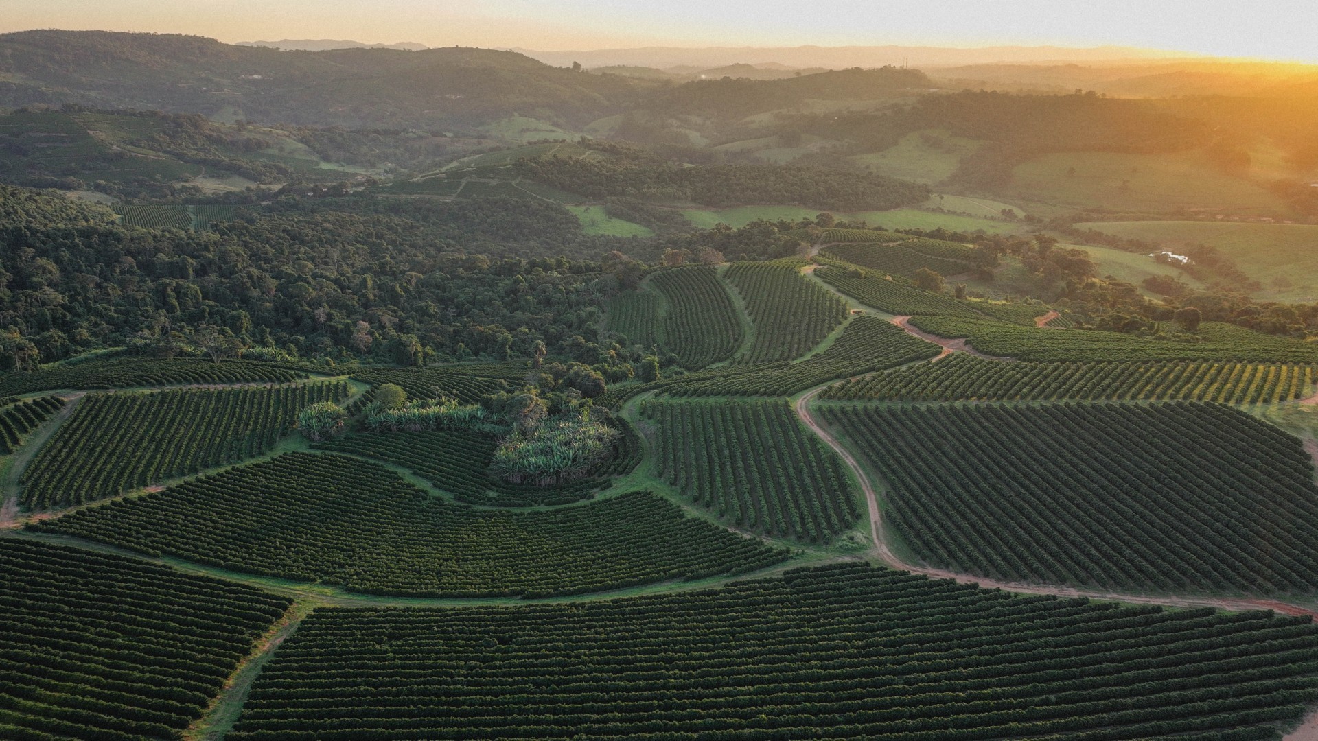 Orfeu é a primeira marca de café brasileira certificada em agricultura regenerativa pela Rainforest Alliance