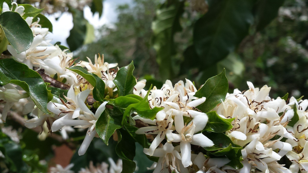 Lavouras de café têm boa floração, mas calor e falta de chuvas preocupam produtores