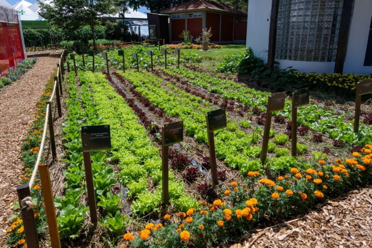 Paraná e Mato Grosso do Sul terão oficinas de hortas urbanas e educativas