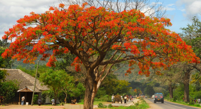 Flores que marcam a primavera: conheça as principais espécies