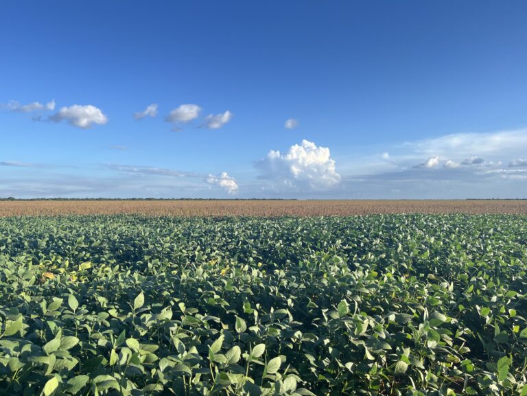 Polo agrícola no Matopiba, Oeste da Bahia pode captar R$ 1 bilhão em carbono florestal